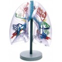 MODEL OF TRANSPARENT HUMAN LUNG SEGMENT (JUMBO)